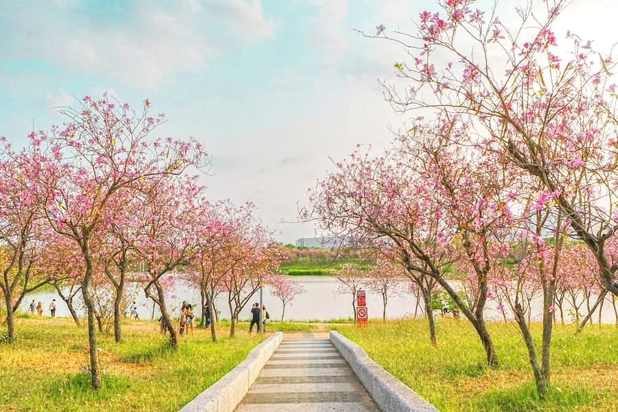紫粉羊蹄甲南科堤塘湖、六龜花旗木佛寺建築美學、果嶺公園、薥葵花海三日