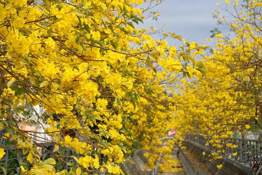 花現幸福．黃金風鈴木雙景、歡採芭樂、田尾公路花園、五分車嬉遊彰化二日