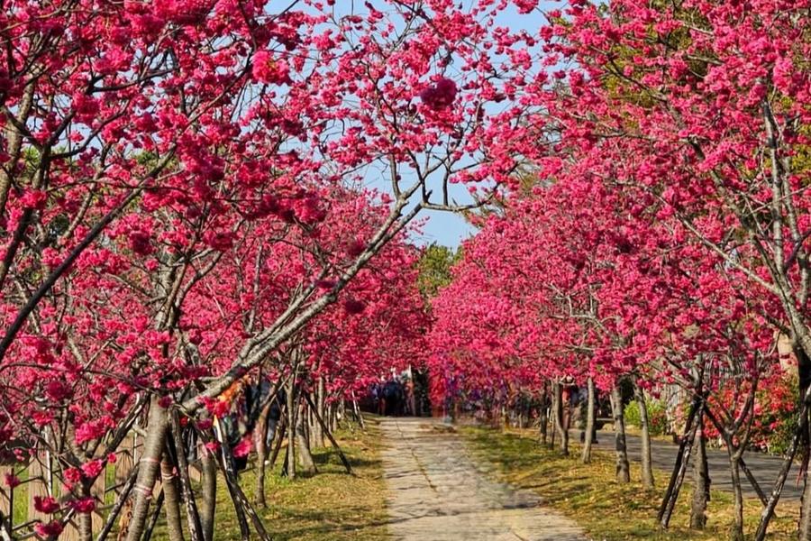 【春櫻漫漫】中科崴立千坪粉櫻綻放、大興善寺品平安麵、勝興美食一日
