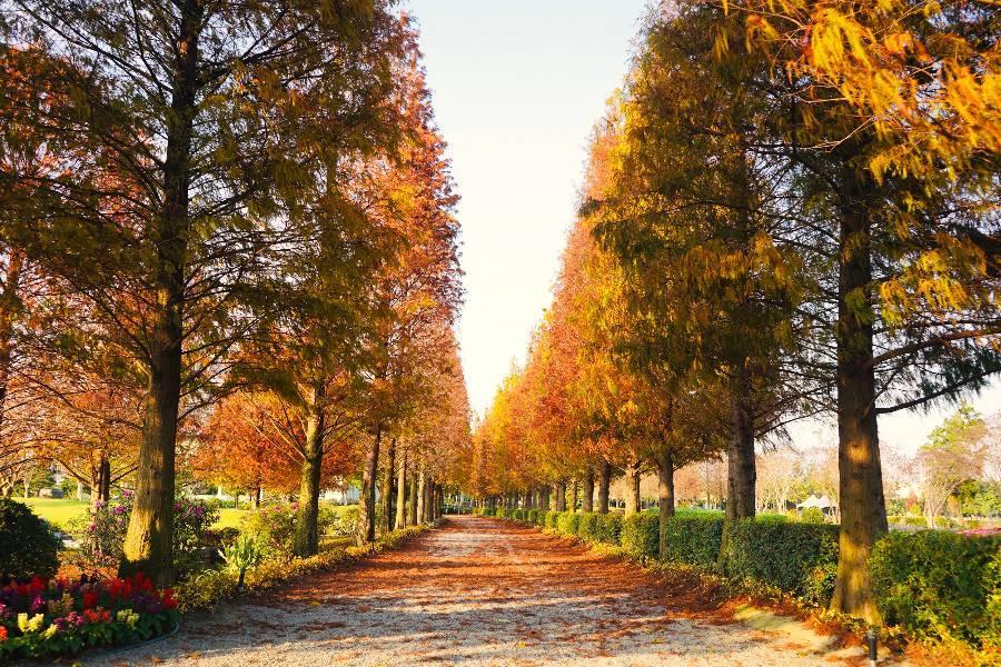 【花縣彰化】成美文化園四季追花、田尾公路花園、北斗小鎮一日