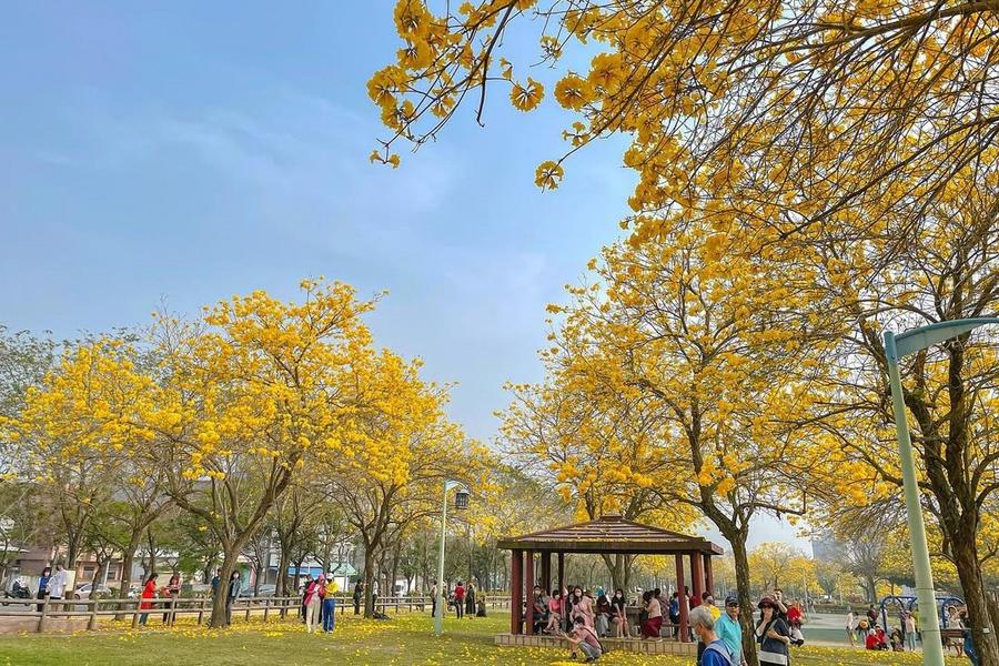 【春森漫旅】黃金風鈴木花景、湖心亭映景、大坑森呼吸、科博植物園台中二日