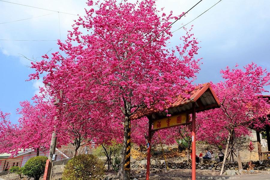 【粉色櫻花雨】秘境石佛公粉色桃花源、暨南大學櫻花季、埔里酒廠一日遊