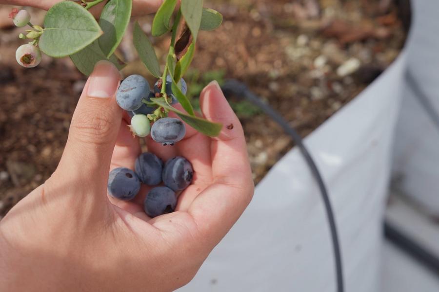【本土藍金夢】鮮採小農藍莓、九華山白桐步道、五龍宮石雕媽祖一日