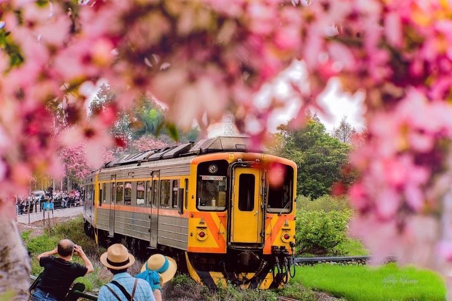 【春光粉紅陣雨樹】二水鐵道花旗木、溪州公園、北斗老街 一日