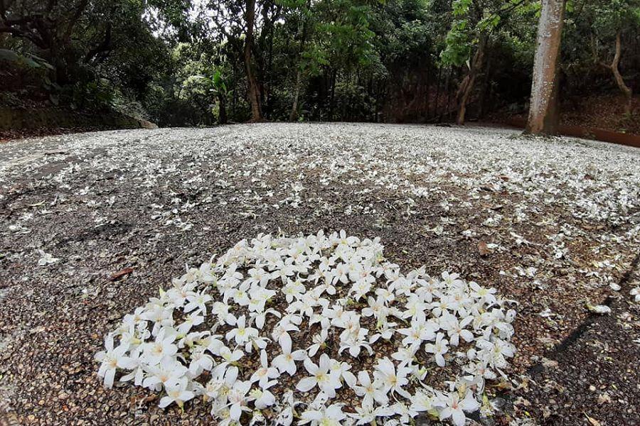 【白桐仙境】挑水白桐步道五月雪、濕地海空步道、仙境潮汕鍋 一日