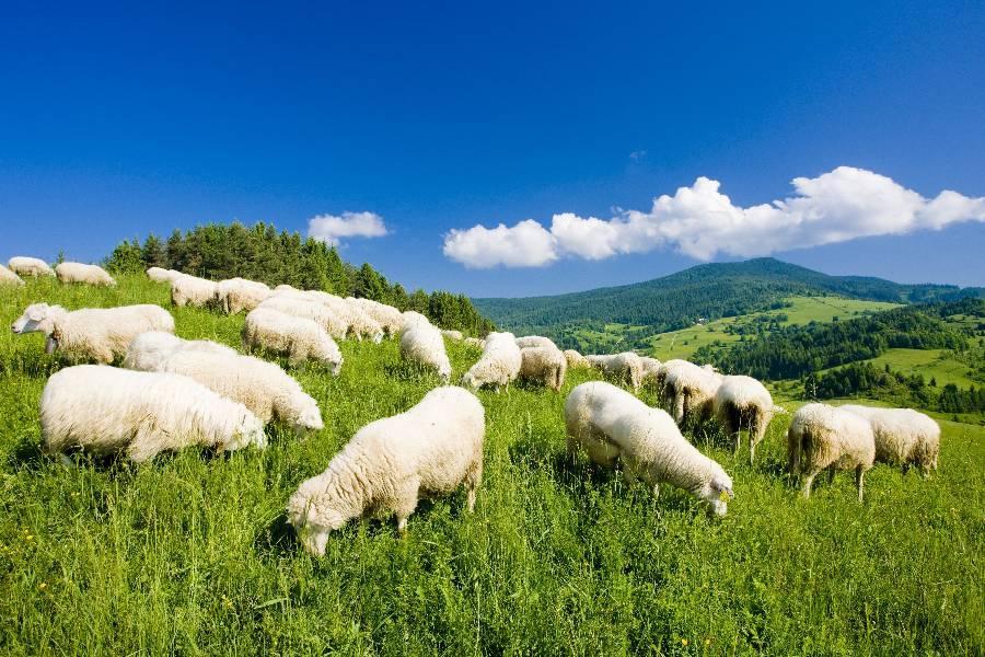 【百岳輕登x雲海奇景】合歡百岳登頂x日月町x清境國民賓館二日