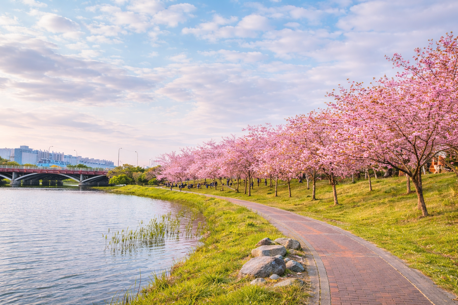 紫粉羊蹄甲春映湖光、台江國寶亞馬遜綠色隧道、走訪府城歷史美學、台南二日
