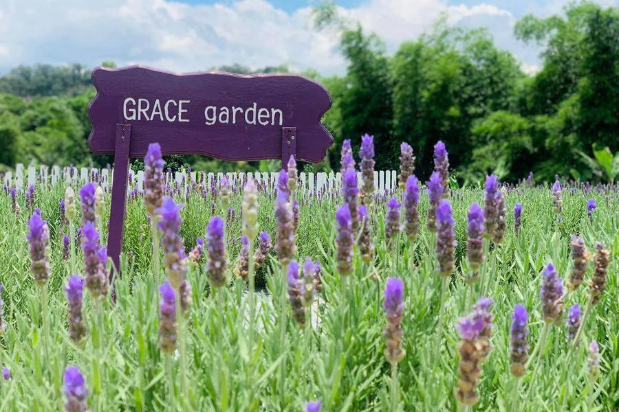 【台版南法普羅旺斯】葛瑞絲紫色薰衣草花海、九華山天空步道雪白桐花一日