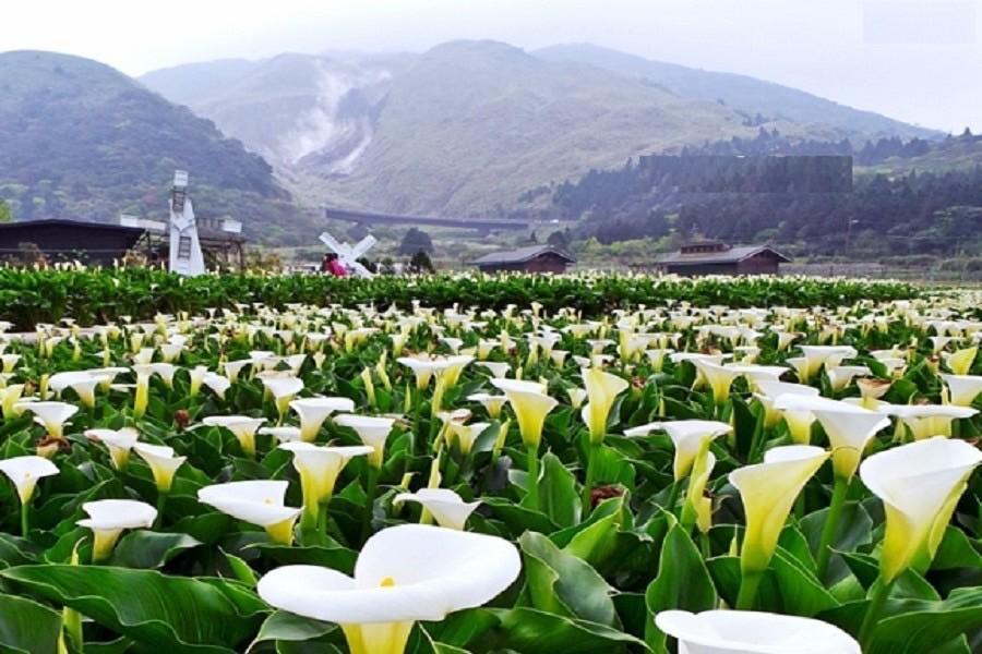 【芋見馬蹄蓮】竹子湖海芋季、客家文化館、瓏山林中和、江浙菜晚宴 二日
