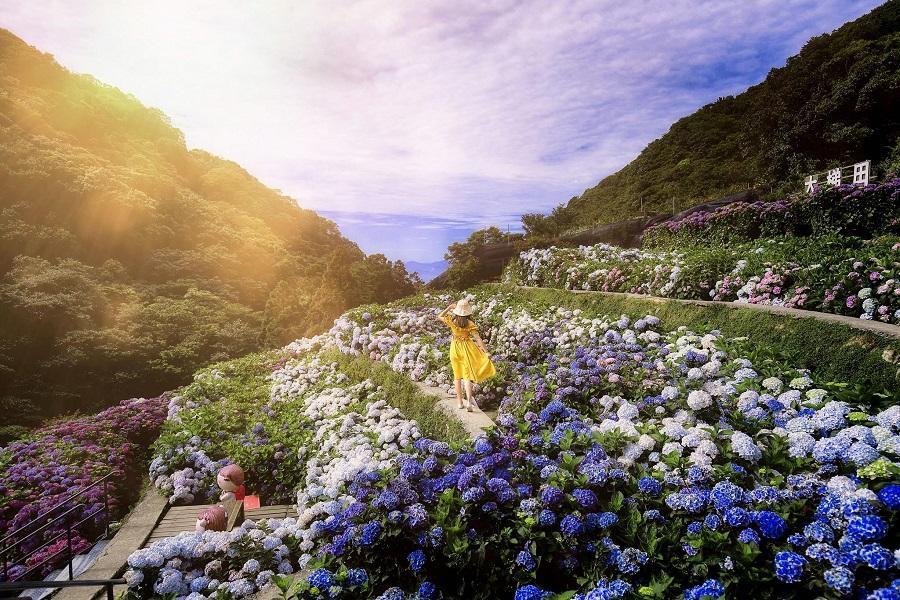 【七彩繡球幻境】竹子湖繡球花、客家文化館、新板希爾頓～自助式晚餐 二日