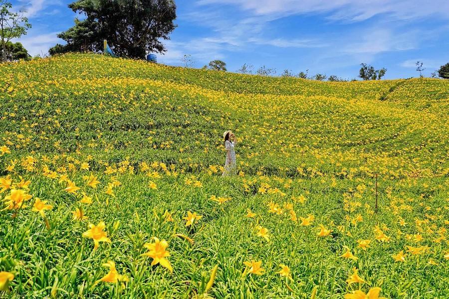 【耀眼金黃花】復古風森之院、金針花海、太平老街 一日