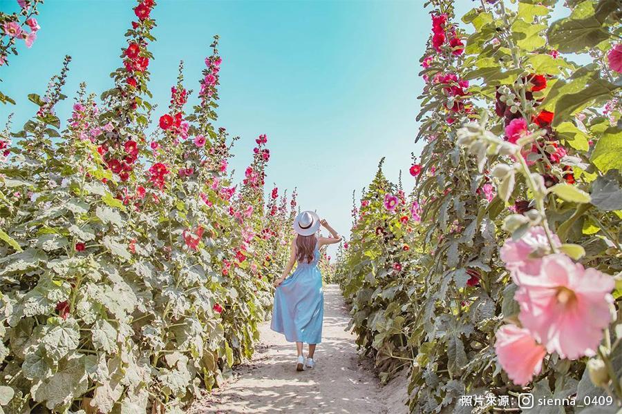 【幸福蜀葵花】學甲蜀葵花文化節、蓮花生態園區、奇美幸福工廠 一日