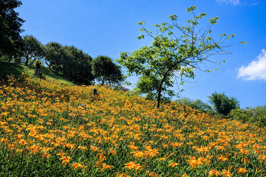 布袋潮間帶海上巴士、船長海鮮料理、春日雙花宴、嘉義花漾二日