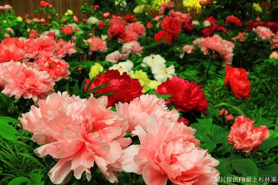 杉林溪雲霧花境・溪頭米堤奢享假期・日月潭温德姆湖居四日