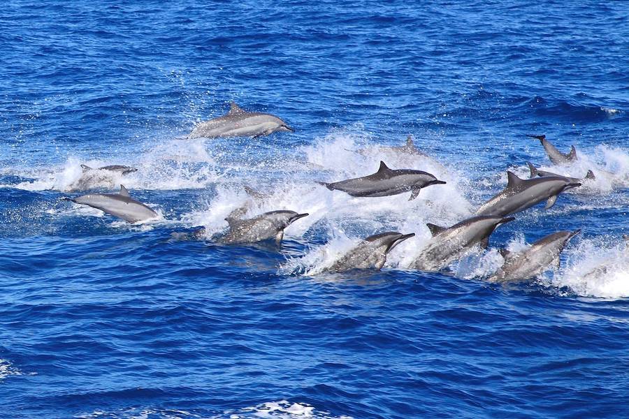 【鯨奇旅程】夏日賞鯨船、刨柴魚體驗、三仙台、升等家庭房~勤天商旅 三日