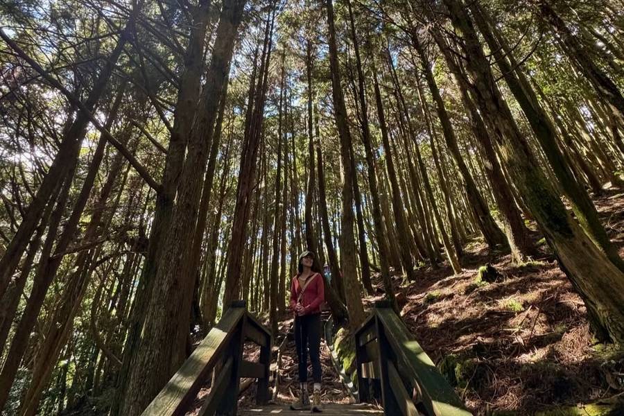 雪霸觀霧檜山巨木步道、石門水庫湖光、大溪太武新村眷村、石門福華飯店二日