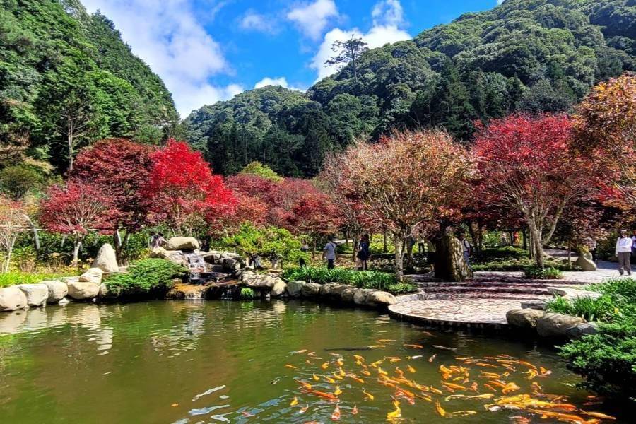 【溪頭美學】輕鬆遊溪頭享受森林浴、客運站冰菓室、溪頭福華 二日