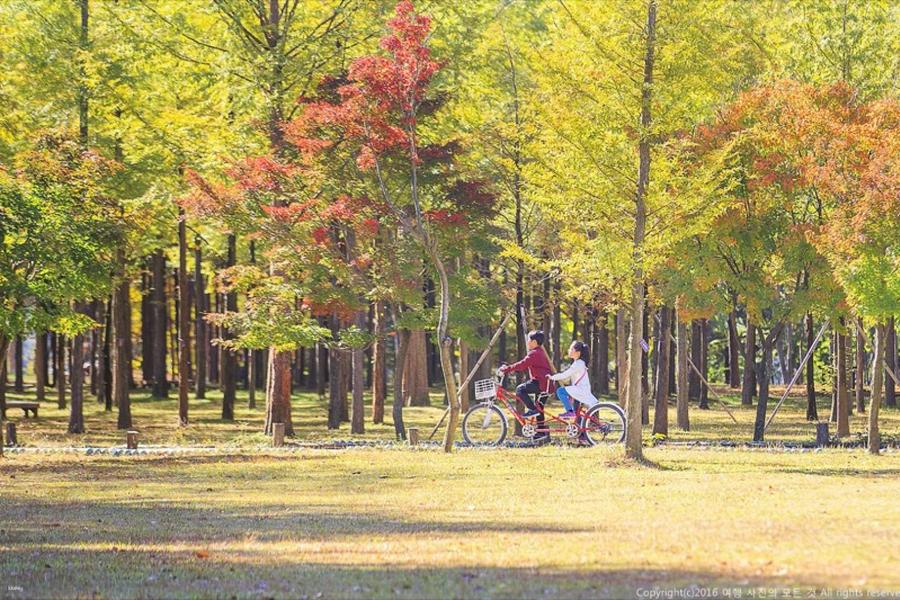 【韓國】春川一日遊｜小法國村、南怡島、江村鐵路自行車