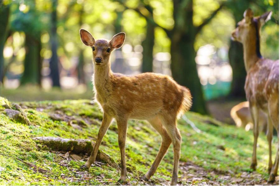 
                                                                                                        【日本】京都奈良一日遊｜奈良公園＆京都抹茶體驗＆嵐山｜大阪出發
                                                                                                        