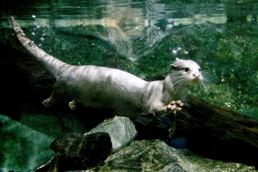 
                                                                                                        【韓國】首爾 COEX 水族館門票
                                                                                                        