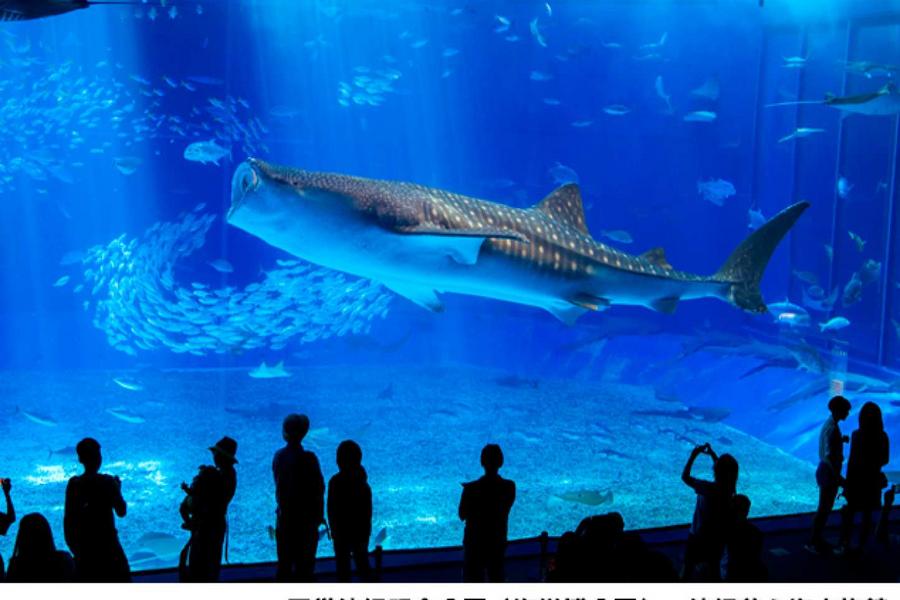 【日本】沖繩｜美麗海水族館門票 Okinawa Churaumi Aquarium