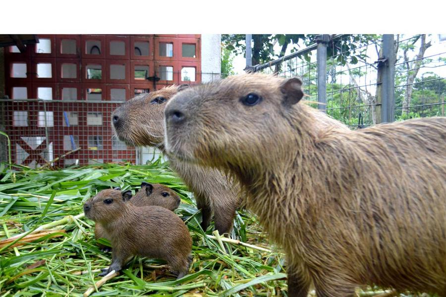 
                                                                                                        【日本】沖繩名護自然動植物公園門票
                                                                                                        