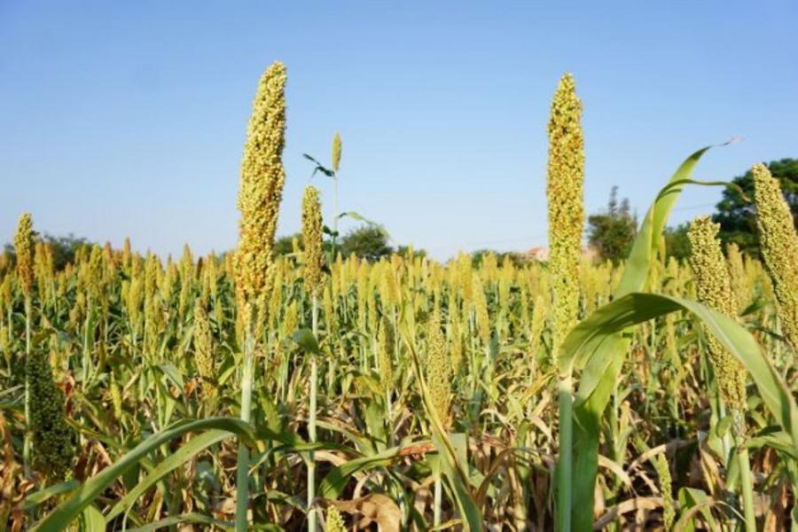 
                                                                                                        【五星無購物】秋賞高梁、風獅爺紅龜粿、沙美老街、大小金門3日遊-高出
                                                                                                        
