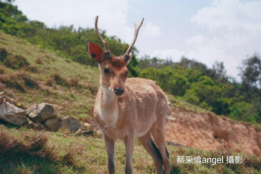 
                                                                                                        【藍眼淚梅花鹿】保住芹壁、日間搖擼、大坵島馬祖三日-松山出發
                                                                                                        