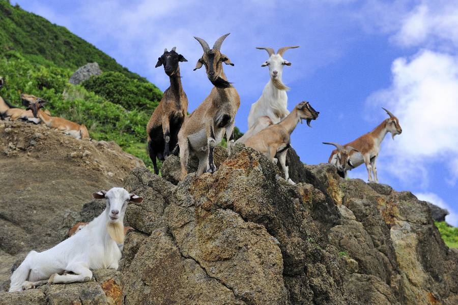 
                                                                        【探索飛魚的故鄉】台東蘭嶼島~浮潛活動或拼板舟體驗(2選1)漫遊三日
                                                                        