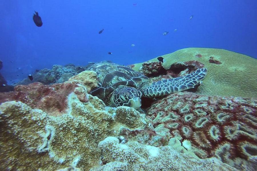 
                                                                        【花東綠島】縱谷綠色廊道、東海秘境珊瑚島探索海底世界、絶美花東海岸四日
                                                                        