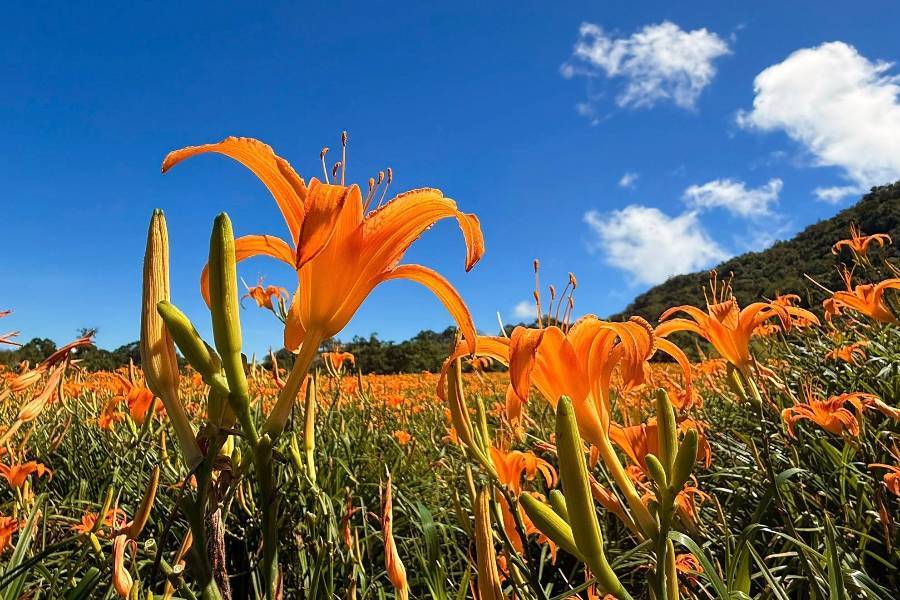 
                                                                                                        【高雄出發】花蓮赤科山金針花賞、理想水岸星巴克二日(贈雙遊艇券)
                                                                                                        
