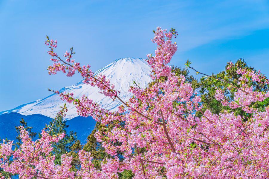
                                                                                                        【河津櫻花戀】梅園季、大室山纜車、淨蓮瀑布、海盜船、吃螃蟹、溫泉5日
                                                                                                        