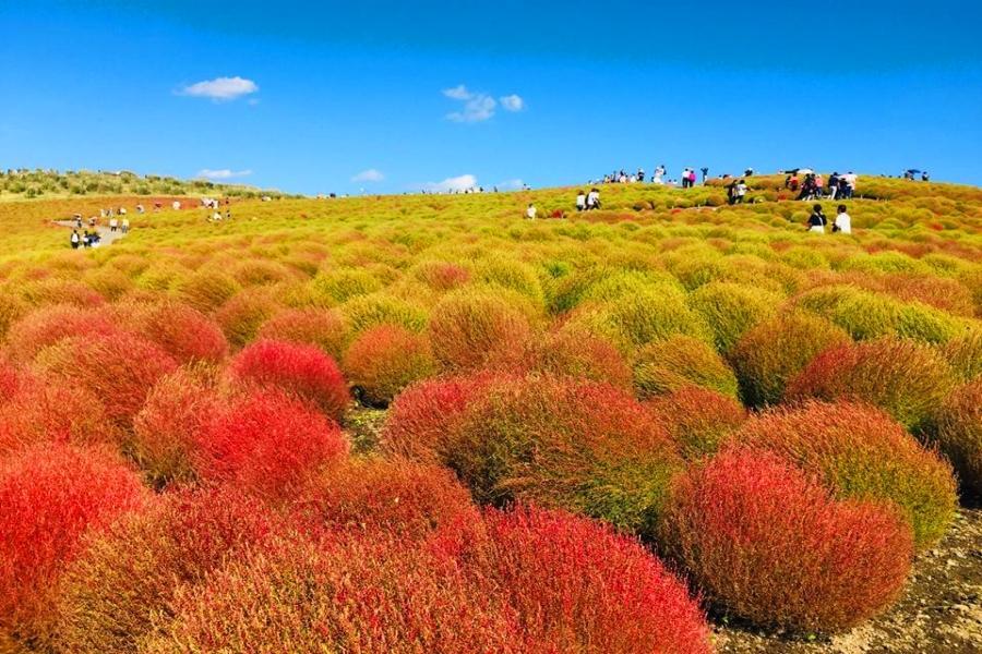 
                                                                                                        【波波草之秋】築地、地下宮殿、大佛電梯、阿美橫町、小野川、燒肉放題5日
                                                                                                        