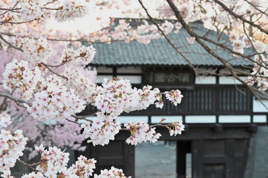 
                                                                        【花香小江戶】西武鐵道、芝櫻、萌木村、川越古街、懷古園、螃蟹、溫泉五日
                                                                        