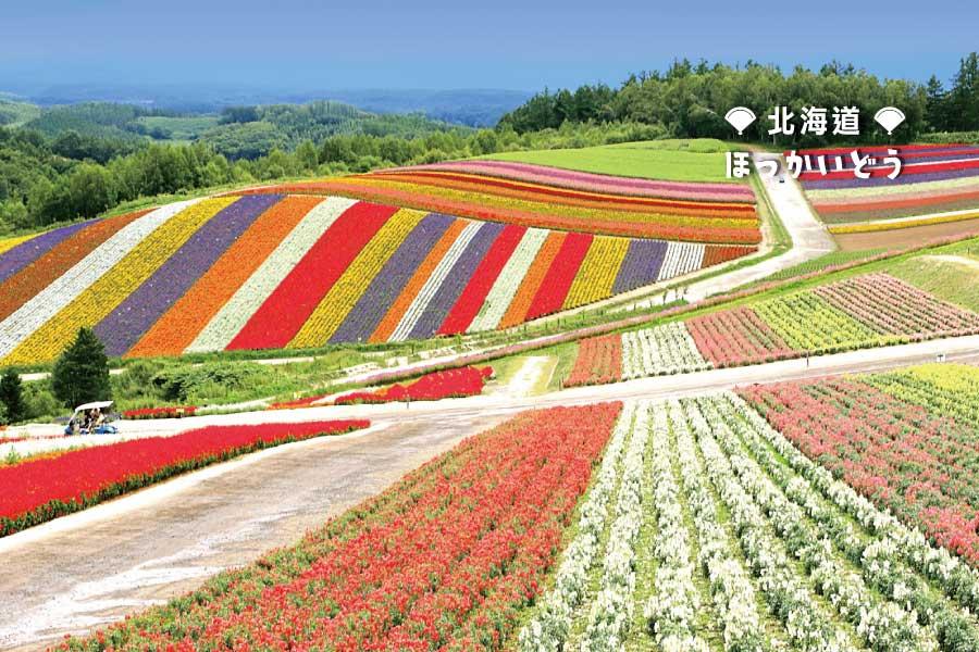 夏豔北海道】富良野花田、洞爺花火船、海洋尼克斯、螃蟹哈密瓜放題5日