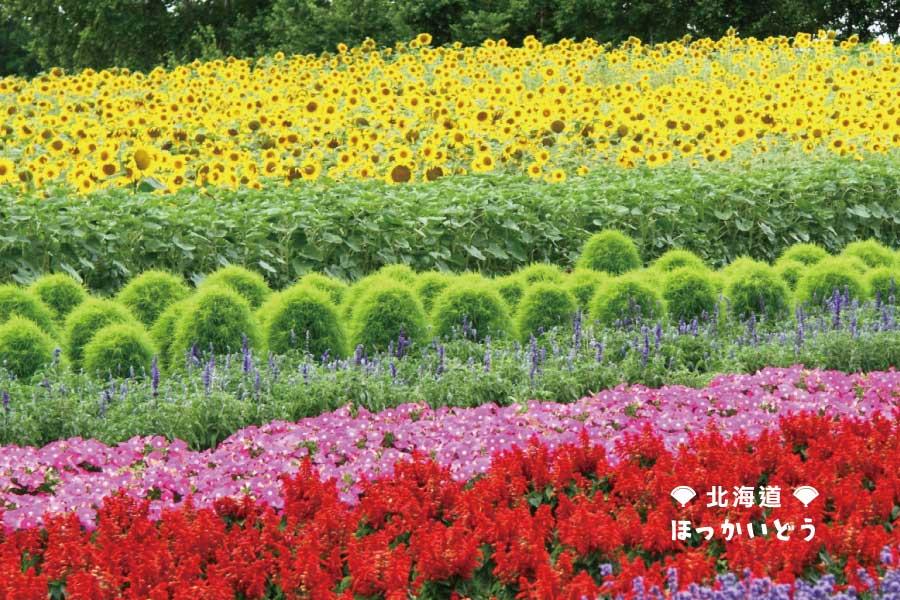 北海道超值限量團】夏豔富良野、函館小樽、三大螃蟹吃到飽5日(CI130