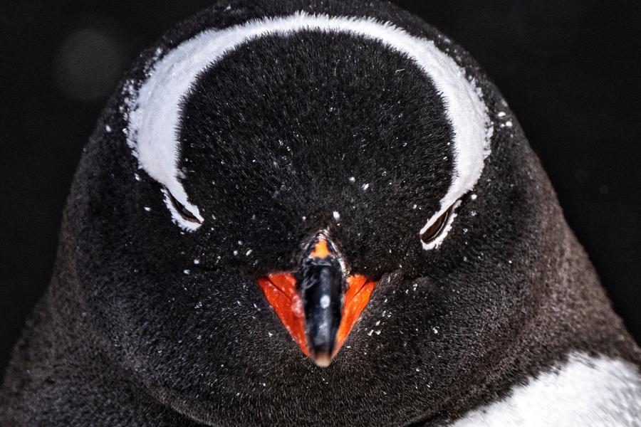 
                                                                                                        【奇寶遊輪】探險號~頂級奢享南極半島經典16天
                                                                                                        