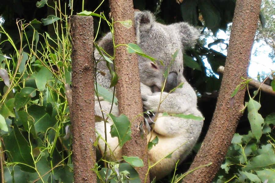 
                                                                                                        【擁抱無尾熊】黃金海岸六日~庫倫濱動物園、酒莊+螢火蟲、遊船
                                                                                                        