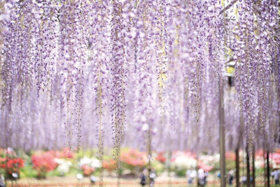 
                                                                                                        【精選】東京五星●粉蝶X芝櫻X紫藤～teamLab．東照宮．偕樂園5日
                                                                                                        