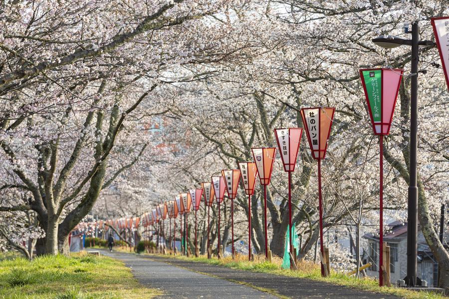 
                                                                                                        【典藏山陰山陽】春光櫻爛漫‧出雲大社‧鳥取砂丘‧海上鳥居‧廣島逢櫻5日
                                                                                                        