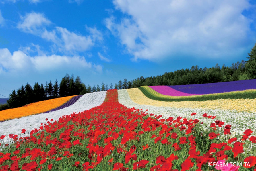 典藏夏豔北海道】富良野花田、洞爺花火船、尼克斯、螃蟹哈密瓜放題5日