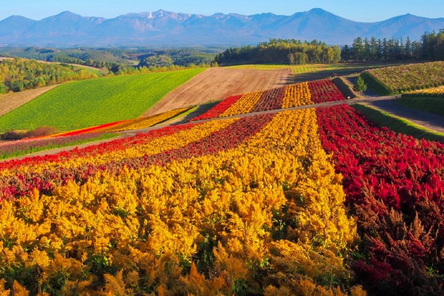 
                                                                                                        【精選．秋戀北海道】楓紅大雪山、洞爺璀璨花火、海鮮溫泉饗宴5日
                                                                                                        