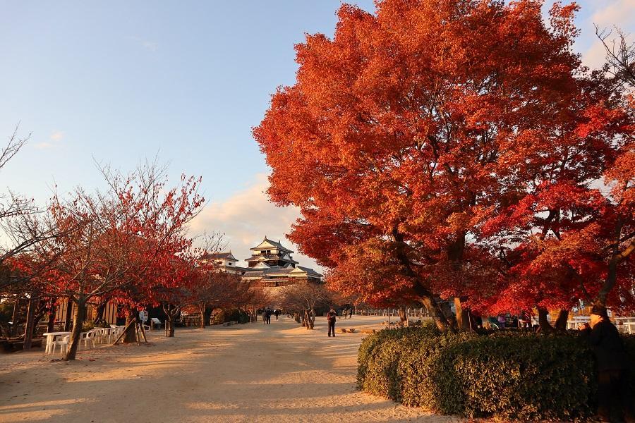 【楓賞九州四國廣島】秋月城跡、嚴島神社、琉璃光寺、松山城、道後散策6日