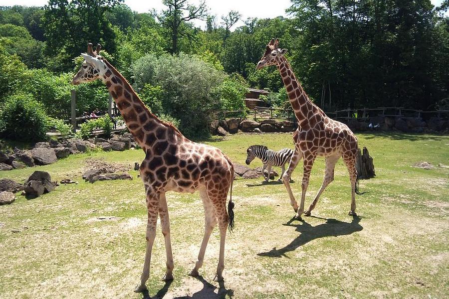 
                                                                                                        泰享玩曼芭～大城獅子王動物園、鄭王廟泰服體驗、彩虹沙灘水上活動六日
                                                                                                        