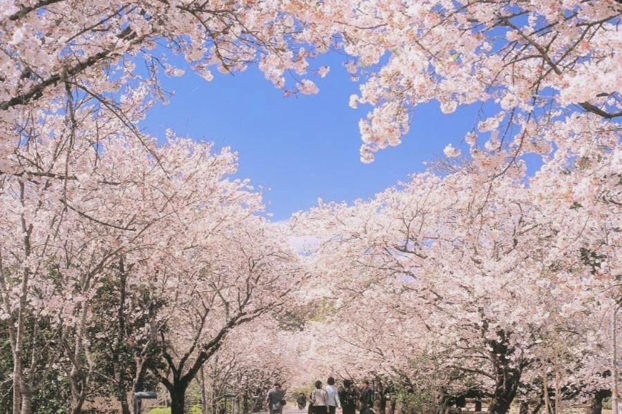 絕美櫻戀四國．中國台中直飛】神戶、倉敷美觀散策、千光寺、道後溫泉六