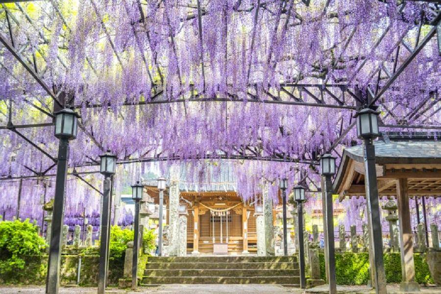 九州紫藤】黑木大藤、中山熊野神社、久住花園、浴衣體驗、屋形船晚宴5