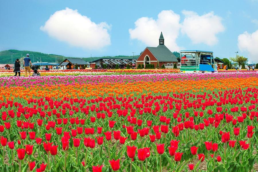 
                                                                                                        【典藏粉櫻北海道】阿寒鶴雅湖上遊船、芝櫻鬱金香、旭山動物、三大蟹五日遊
                                                                                                        