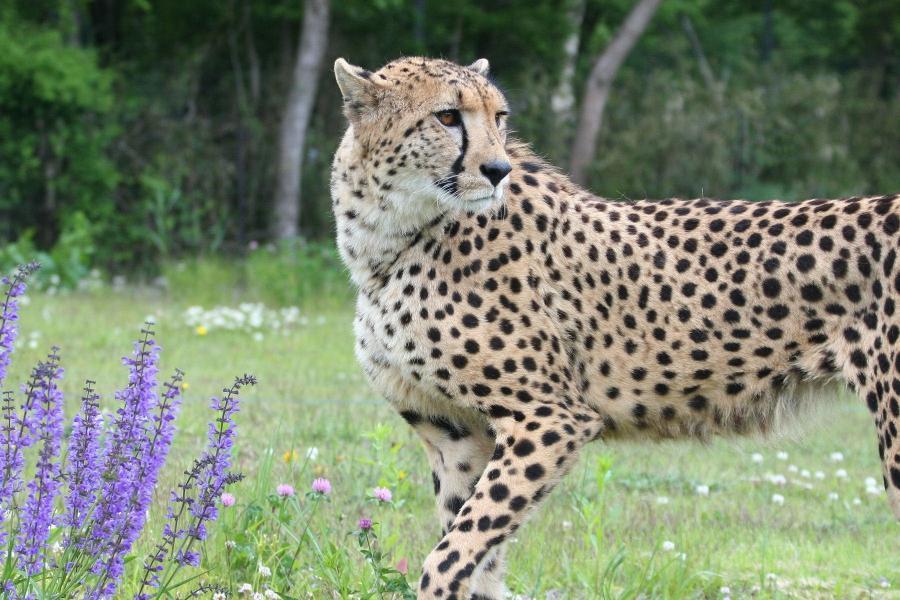 
                                                                                                        暑假早鳥●精選～東京迪士尼・野生動物園・摩天輪溫泉・壽司吃到飽5日
                                                                                                        