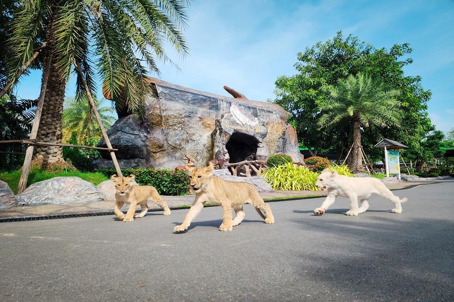享趣曼芭玩六日~五星海景渡假村、獅子動物園、 彩虹沙灘水上活動