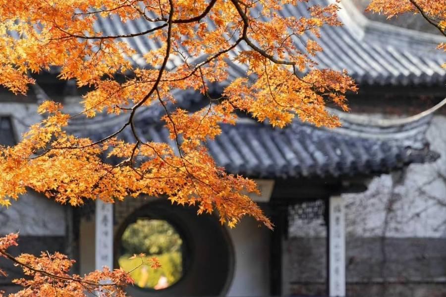 
                                                                                                        江南楓光登場、陽澄湖品蟹、烏鎮水鄉、南京牛首山希爾頓酒店六日
                                                                                                        